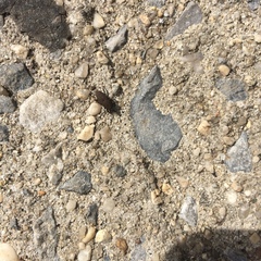 Sphenophorus