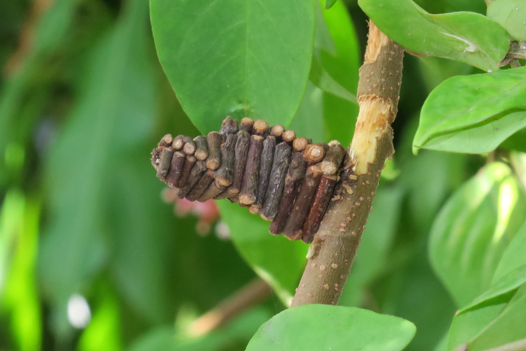 Bagworm Moths from Yishun, Singapore on May 13, 2017 at 09:51 AM by Soh ...