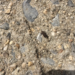 Sphenophorus