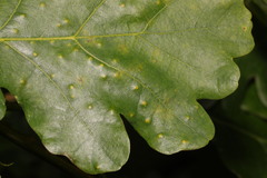 Neuroterus quercusbaccarum