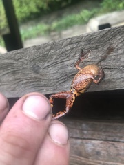 Pristimantis altamazonicus