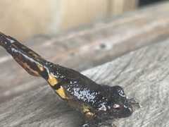 Pristimantis altamazonicus