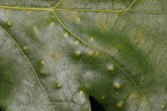 Neuroterus quercusbaccarum