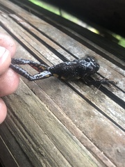 Pristimantis altamazonicus