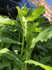 Lactuca serriola
