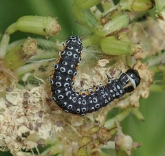 Depressaria daucella