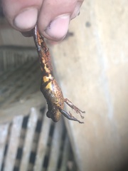 Pristimantis altamazonicus