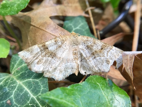 Pale Metarranthis Moth photo 4
