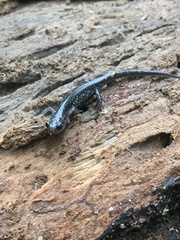 Plethodon glutinosus