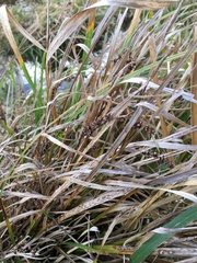 Carex subdola