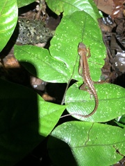 Gelanesaurus flavogularis