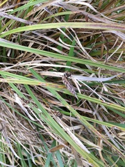 Carex subdola