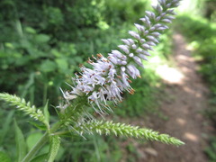 Veronicastrum sibiricum