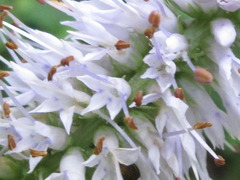 Veronicastrum sibiricum