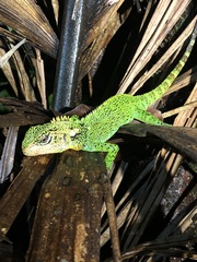 Canelos Woodlizard photo 3