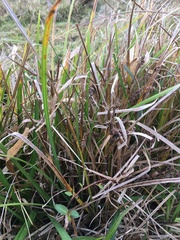 Carex subdola