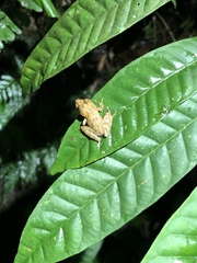 Pristimantis prolatus