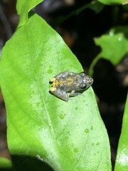 Pristimantis ventrimarmoratus