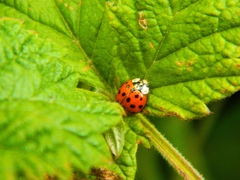 Harmonia axyridis