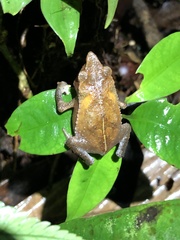 Rhinella festae