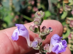 Scutellaria ovata