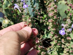 Scutellaria ovata