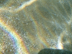 Pomatoschistus marmoratus