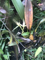 Maxillaria chlorantha