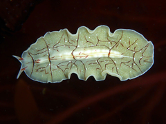 Eurylepta californica