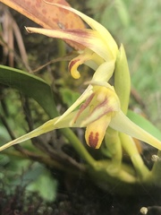 Maxillaria chlorantha