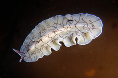 Eurylepta californica