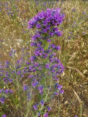 Echium plantagineum