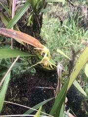 Maxillaria chlorantha