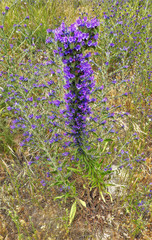 Echium plantagineum