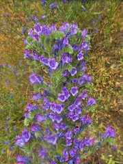 Echium plantagineum