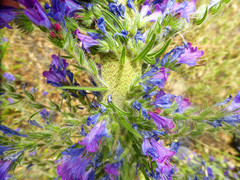 Echium plantagineum