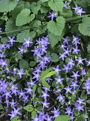 Campanula poscharskyana