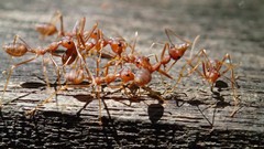 Oecophylla smaragdina