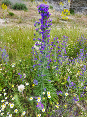 Echium plantagineum
