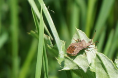 Coreus marginatus