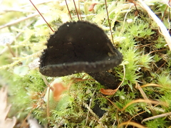 Helvella fibrosa