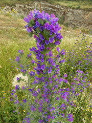 Echium plantagineum
