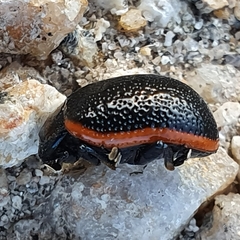 Chrysolina rossia