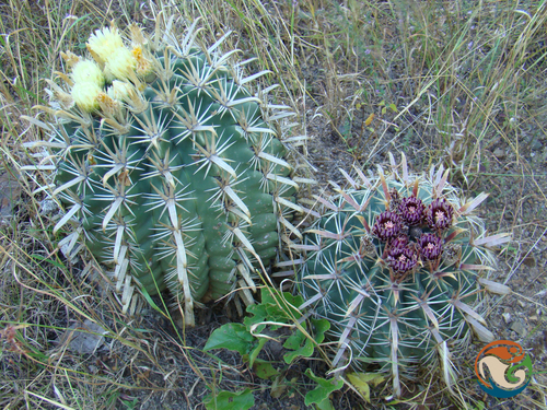 Ferocactus recurvus