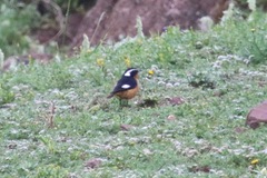 Phoenicurus moussieri