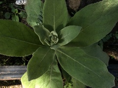 Verbascum thapsus