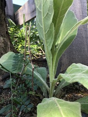 Verbascum thapsus