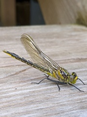 Arigomphus