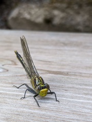 Arigomphus