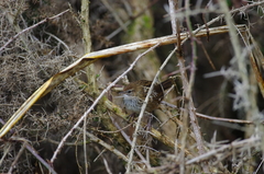 Poodytes punctatus punctatus